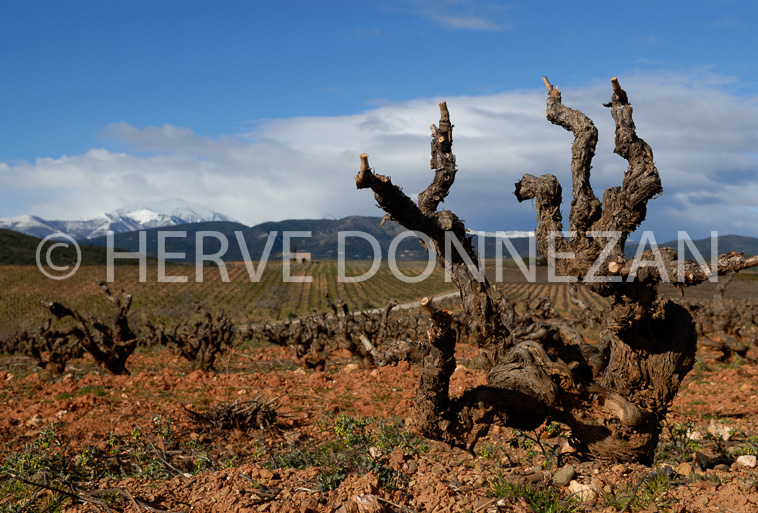 3324_46214_ASPRES_VIGNE